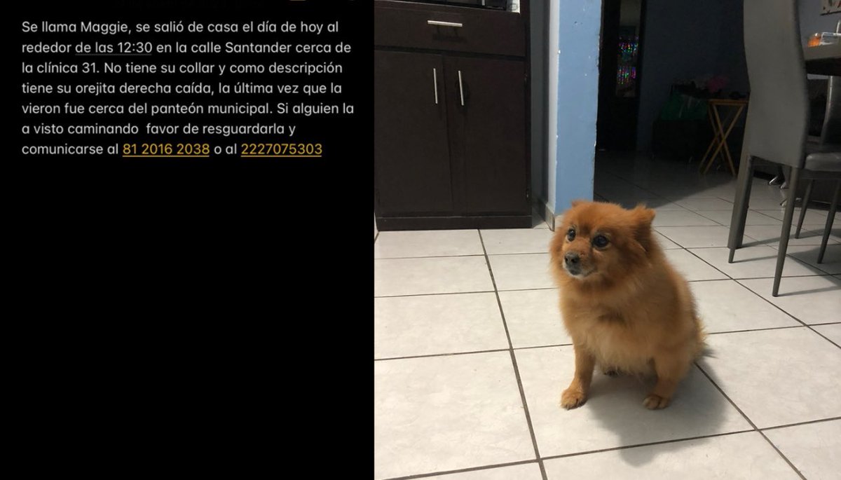Solicitamos el apoyo para localizar a Maggie , se extravió cerca de la clínica 6 por la calle Santander, su dueño es  @Isaac52185806 , dejó teléfonos en la imagen si saben algún dato para localizarla.