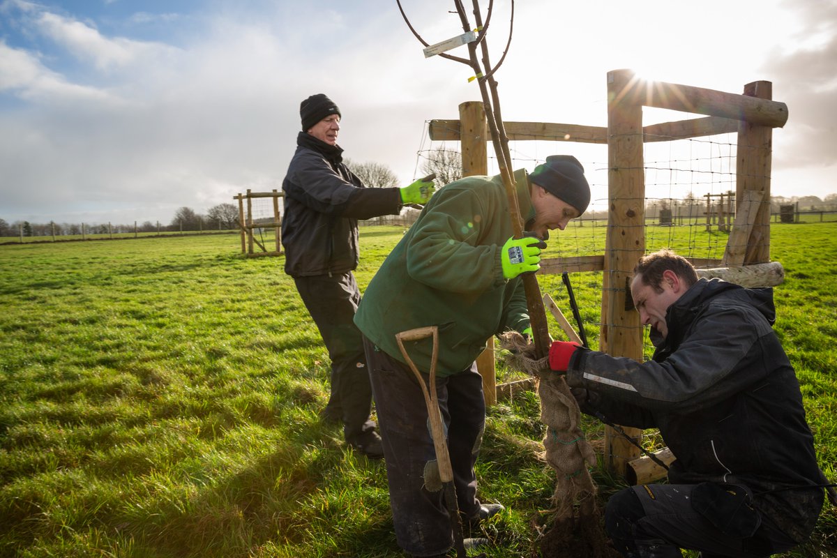 More than 40 lime trees have been planted in the parkland to recreate an avenue identified on a 1766 map. It runs from Old Lodge to the northern boundary of the estate and is part of the #QueensGreenCanopy, a #TreePlanting initiative to mark the Platinum Jubilee of the Queen.