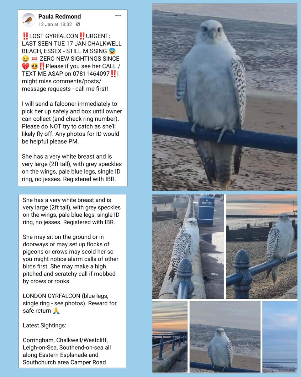 Please keep a look out for this bird which is around Southend/Thorpe Bay area... urgent needs to be captured. Please call Paula 07811 464097 immediately for falconer to attend to capture and get home safely. #thorpebay #shoeburyness
#foulness #greatwakering #Southend #essex