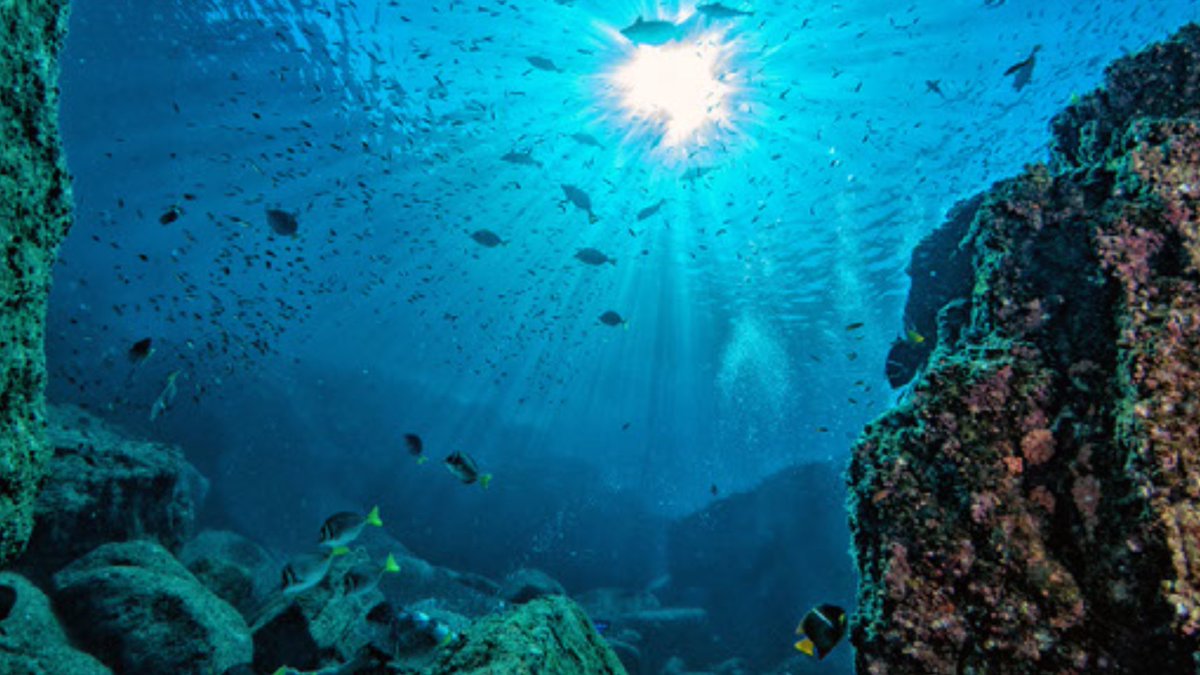 JOB ALERT: Do you want to help shape the future of the #GreatBarrierReef? We're looking for a Policy Analyst to work closely with Australia’s pre-eminent scientists to inform policy related to the Reef. Applications close 24 Jan!🪸
science.org.au/about-us/caree… #ACTjobs #CanberraJobs