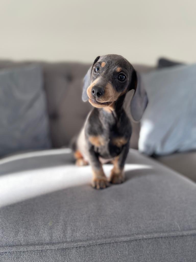 davedachshund's tweet photo. Happy first family day to my little sister Poppy, 14 months old today! One year since you turned our quiet and relaxed doggie world upside down! Love from Dave and Ruby x https://t.co/jitQ3XOmNs