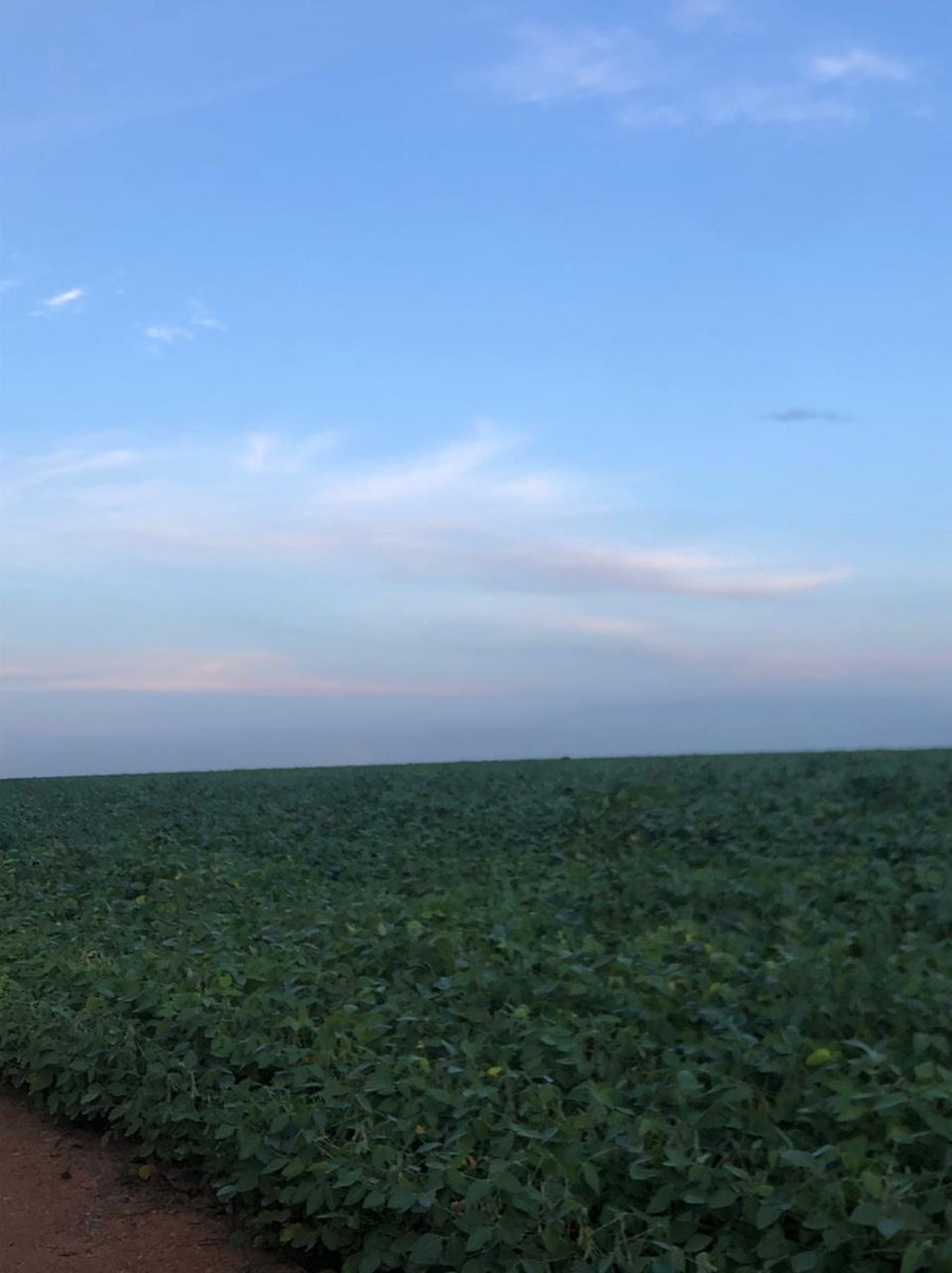 fabiomeneghin's tweet photo. Veeries no campo. Esta semana foi a vez de rodar o Médio Norte do MT, região da BR-163. Lavouras em patamar produtivo elevado, confirmando no campo o que os modelos do Savee vêm mostrando há várias semanas. Colheita já começou.
#safra2223 #veeries #soja https://t.co/47tiu7qZPQ