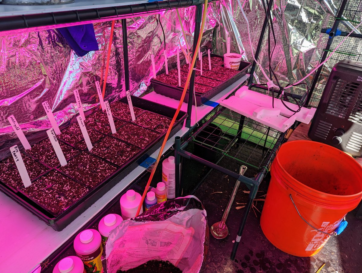 4 Chapters left to re-edit on Hunchback. I also got two whole trays of seeds planted today! The first tray is my effort to provide "rainbow packs" so people can plant their own rainbows in their gardens. I am pleased with myself. #Writing #UrbanFarming  #LGBTQ