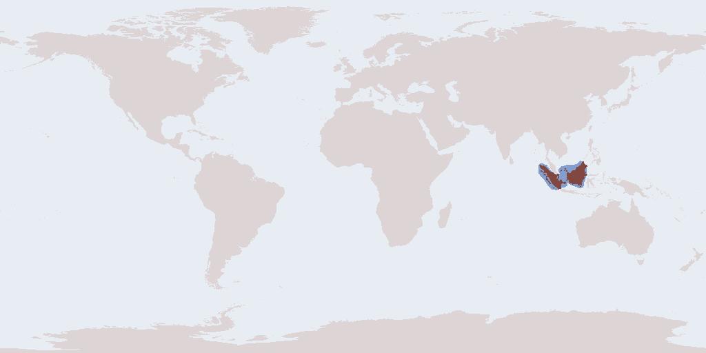 العصوية  المظلة الصفراء
Yellow umbrella stick insect

(Eurynecroscia nigrofasciata)
و تعرف سابقاً بأ...