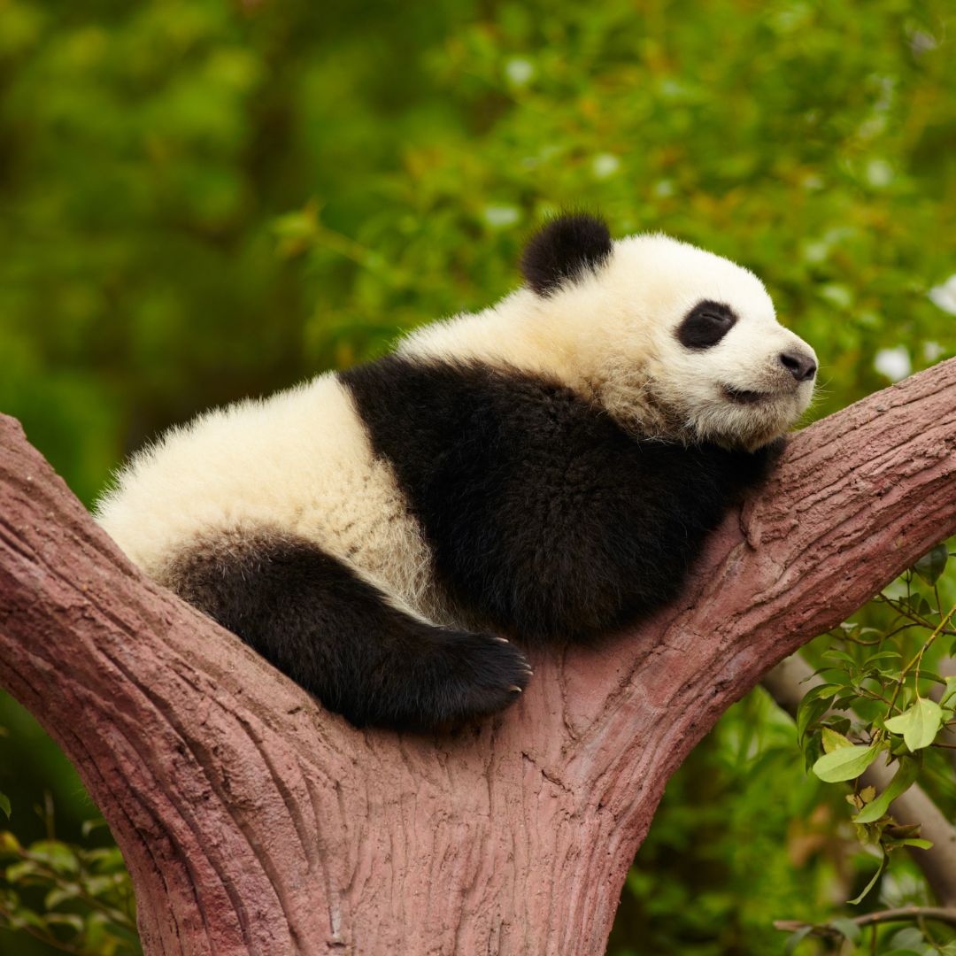 An estimated 1,800 giant pandas remain in the wild.

#thehedrickproject #animal #panda #giantpanda #pandaconservation #conservation #nature #naturephotography #photography #photooftheday #wildlife #wildlifephotography