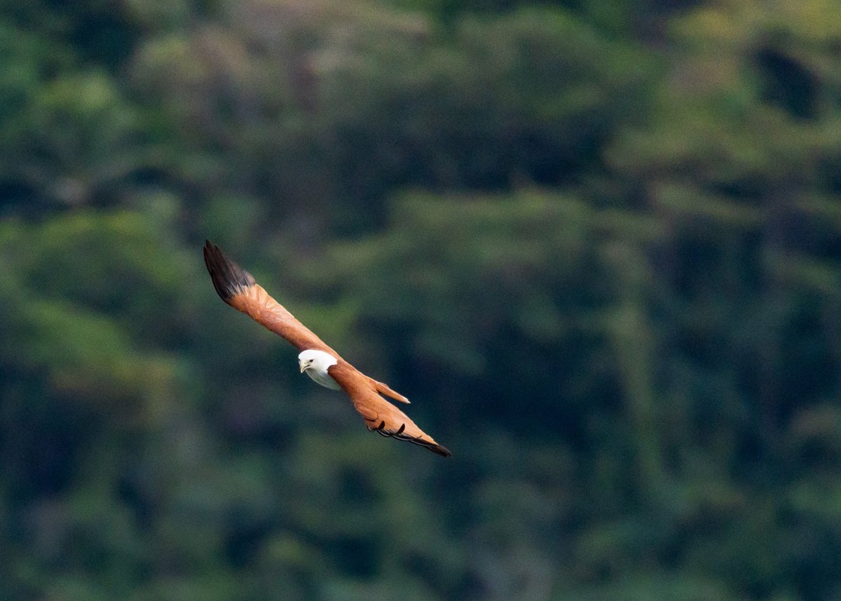 Target in sight!

#Brahminykite #Nature #photography #BirdsOfTwitter #philippines #bataan #canonphotography