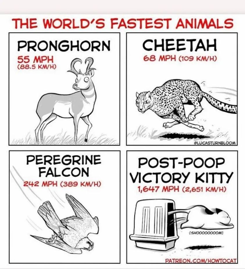 CatFoodBreath's tweet photo. MEOW https://t.co/Qn0c6YaAzE