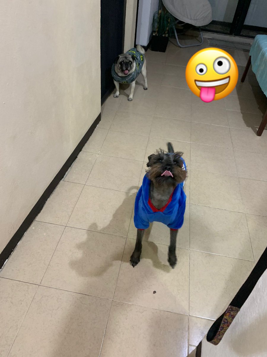 SolisRobles90's tweet photo. @ConsueloDuval Rocko y Pepito les mandan saludos cordiales.

🙊 https://t.co/Kec1SL00RW
