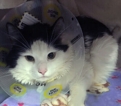 AbbeycatAdopt's tweet photo. ‼️FOSTER HOMES NEEDED‼️
Hazel, Zoey and Panda are ready to leave the shelter and find a warm foster home.
Are you able to take in a foster kitty to love on and help assure that humans can be great room mates? Follow link in bio to apply!
#FosterAppeal #CatRescue #Toronto https://t.co/RaV3DVfxi1