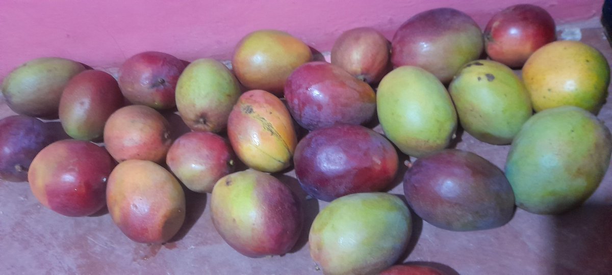 LazMuinde's tweet image. This product most grown in largely kitui machakos makueni &amp;amp;muranga...the ministry of Agriculture should via the counties should work on improving processing of the produce for export to ensure farmers are benefiting......