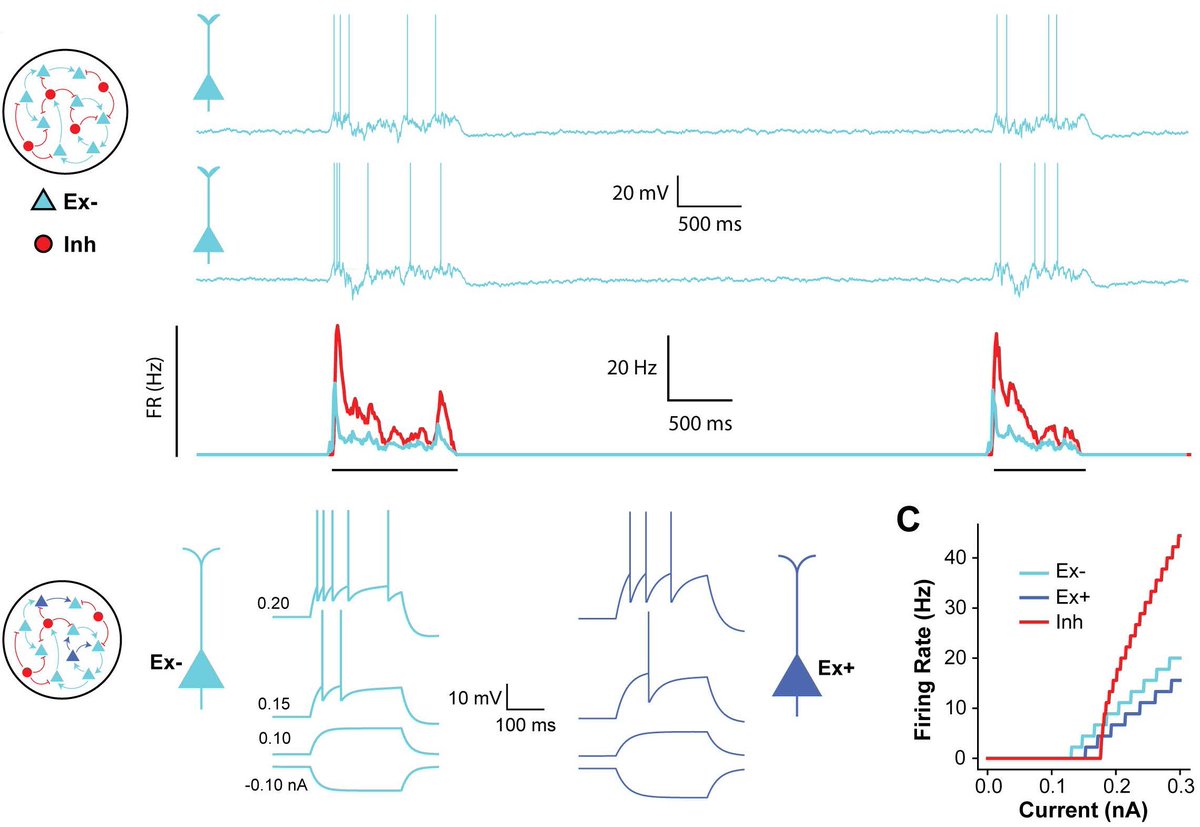 #JNeurosci: Liu, Seay, &amp; <a href="/DeanBuono/">Dean Buono</a> <a href="/UCLA/">UCLA</a> used chronic activation of subgroups of neurons in ex vivo cortical circuits from mice to directly show that "neurons that don’t fire together don’t wire together”. 
jneurosci.org/lookup/DOI/10.…