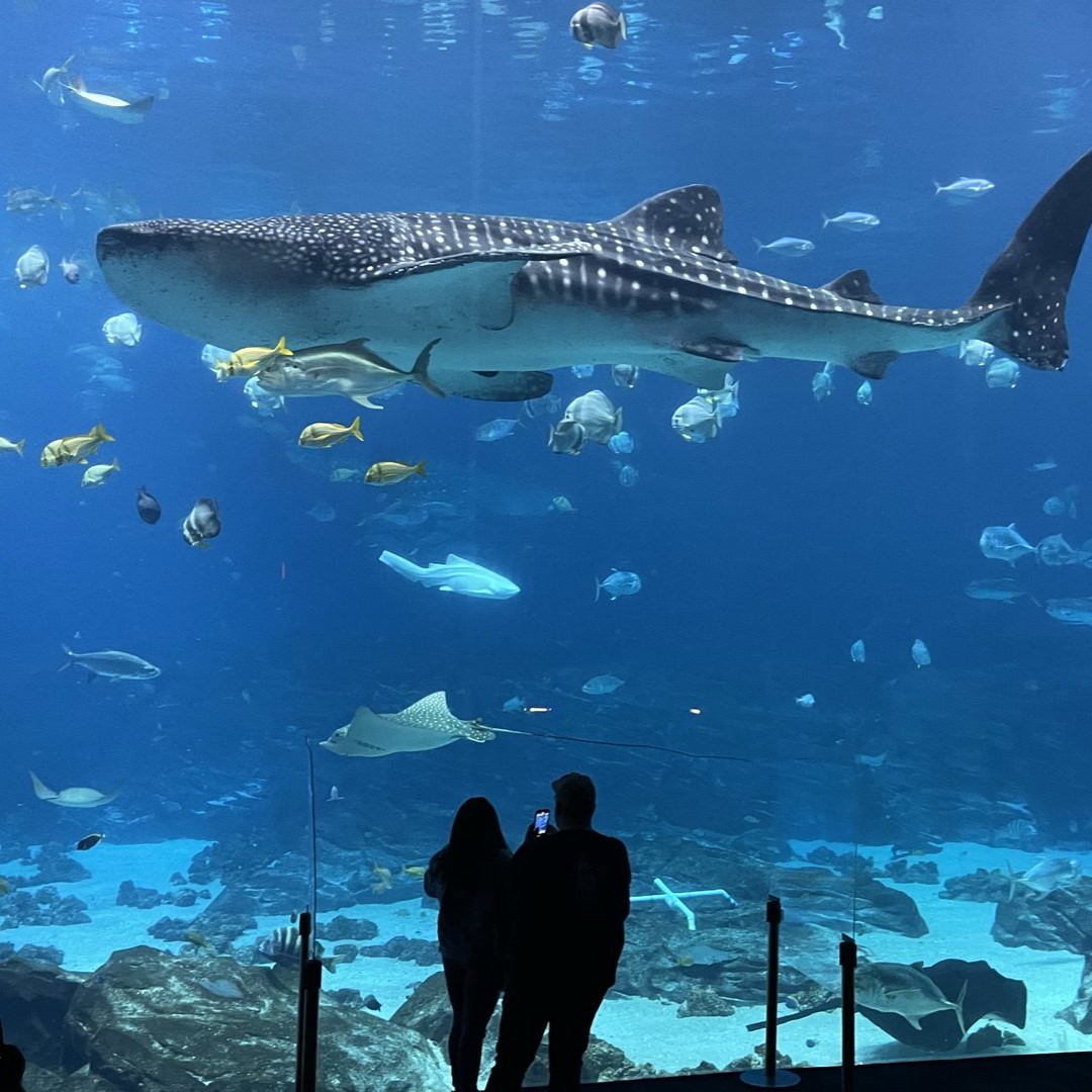 Here are our top 10 best things to do this winter in Georgia &gt;&gt; bit.ly/3XHEW2B