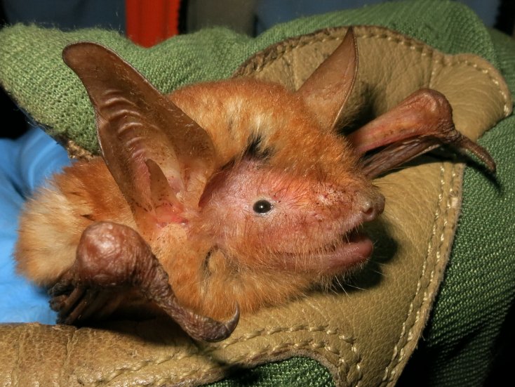 BatConIntl's tweet photo. Newly discovered 𝘔𝘺𝘰𝘵𝘪𝘴 𝘯𝘪𝘮𝘣𝘢𝘦𝘯𝘴𝘪𝘴 now classified as #CriticallyEndangered by the @IUCNRedList. Assessment led by Dr. Eric Bakwo Fils, former BCI Student Scholar and a collaborator on BCI's work in the Nimba Mountains w/ @FrickWinifred @jonrflanders. https://t.co/AJvarNNlHH