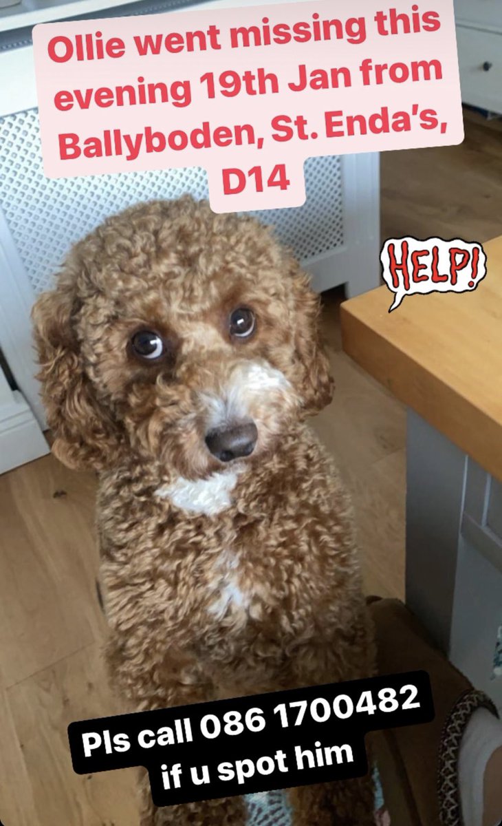DublinSPCA's tweet photo. Can you please #retweet 🐾 #lostdog #Dog https://t.co/e4g01UZG7J