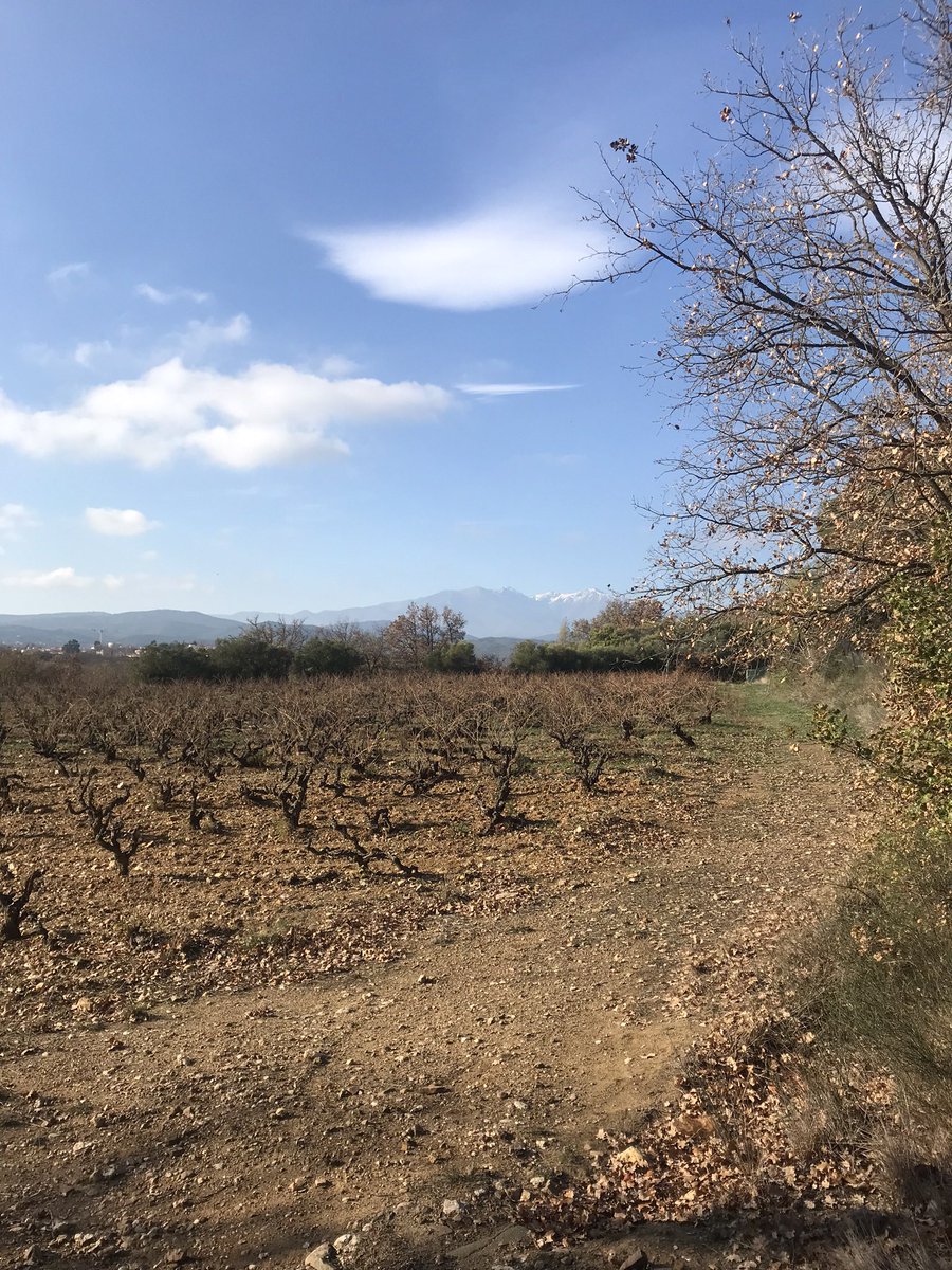 PerpignanPost's tweet photo. @cognacproperty Greetings from Perpignan - sunniest place in France… https://t.co/Oa7WugZH9S