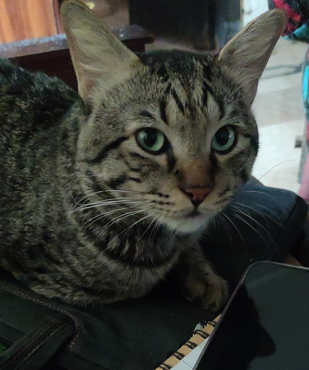 yeonjunismine99's tweet photo. @TweetsOfCats Leo ❤️ https://t.co/nn6TrIElps
