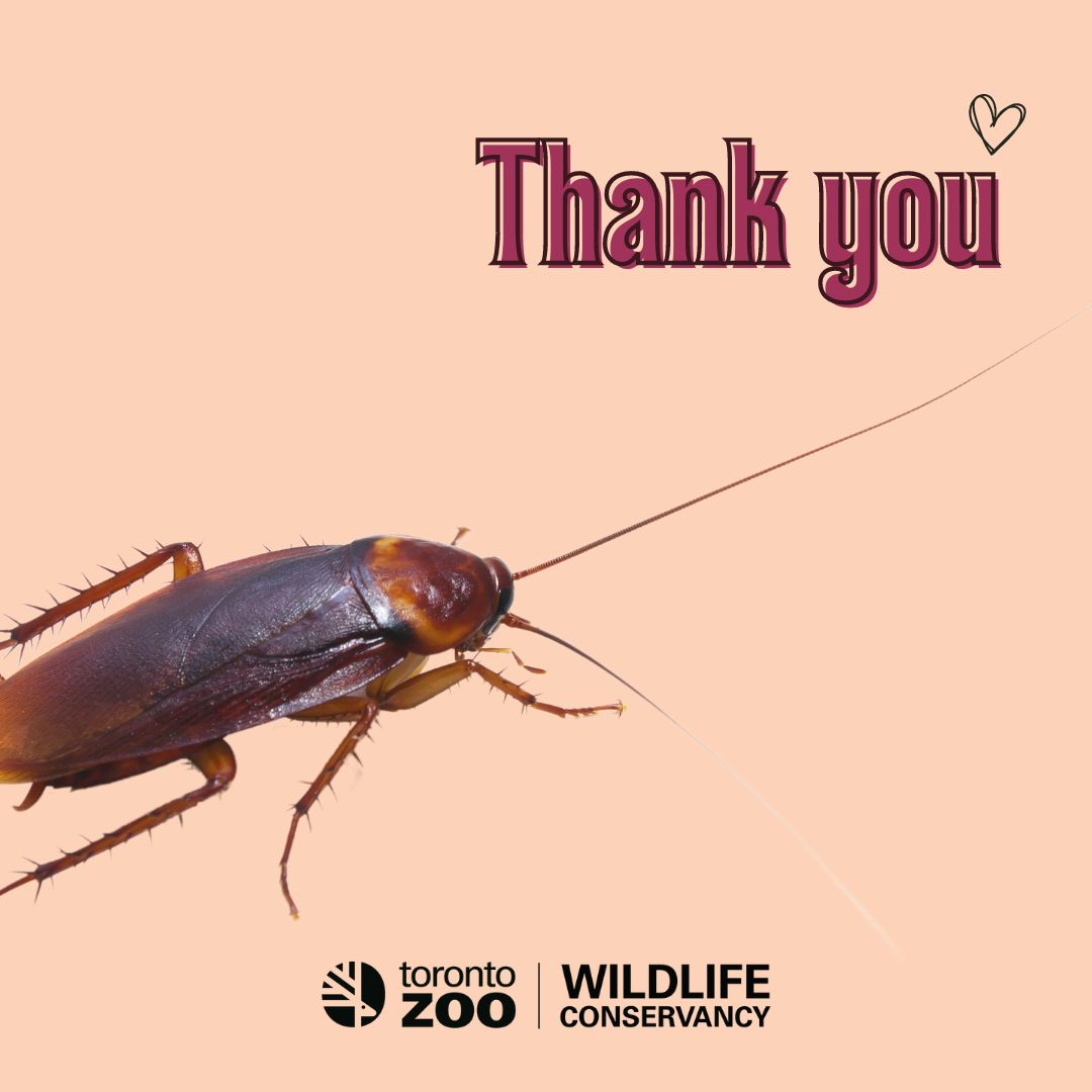 Toronto Zoo Wildlife Conservancy on Twitter "Due to the overwhelming success of our Namea