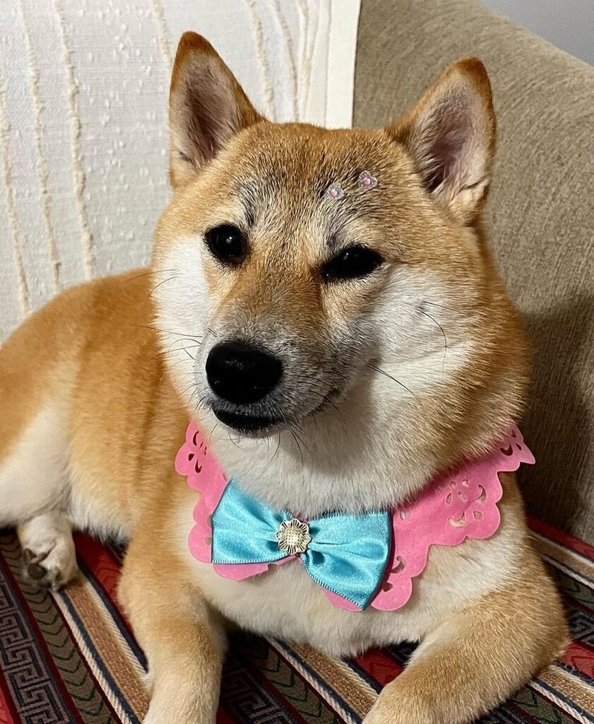 ClubeShiba's tweet photo. @shoga.shiba exibindo a beleza no seu feed! 

#clubeshiba https://t.co/u0YoxzwAjK https://t.co/Uizga2Jrwa