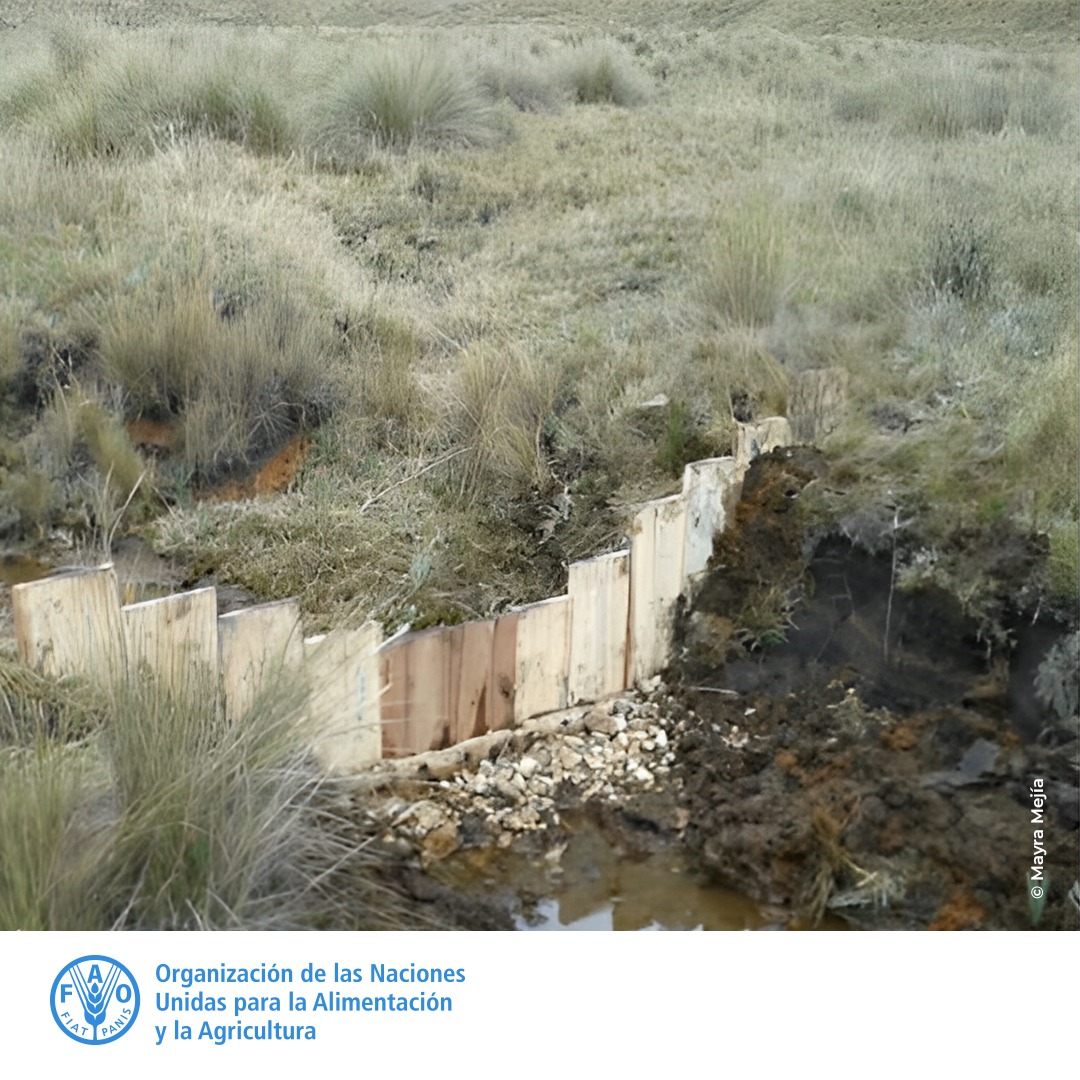 FAOPERU's tweet photo. Este piloto de #restauración hidrológica llevó a mejorar el balance de carbono de una #turbera drenada en unos pocos años. Entérate más aquí: https://t.co/qQuQgQoBcH  

Gracias @TheMountainInst @SilvaCarbon_ @InaigemPeru #SWAMP por desarrollar esta ficha, publicada por la #FAO https://t.co/saW0mSea3Q