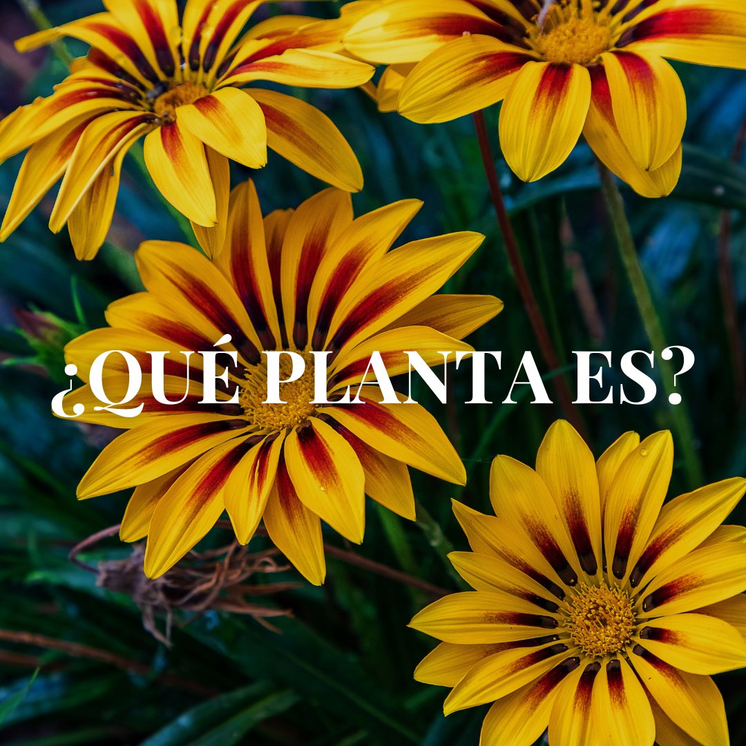 ViverosAznar's tweet photo. ¿Adivináis de qué #planta hablamos? Fácil de cuidar, que se cierra cada noche para volver a abrir sus #flores durante el día y que tiene una amplia variedad de colores. ¿Sabes cuál es? 

#floresaznar #viverosaznar #vivero #viverozaragoza #zaragoza #zgz #plantlover #PlantasEnero https://t.co/tcC9nqqry5