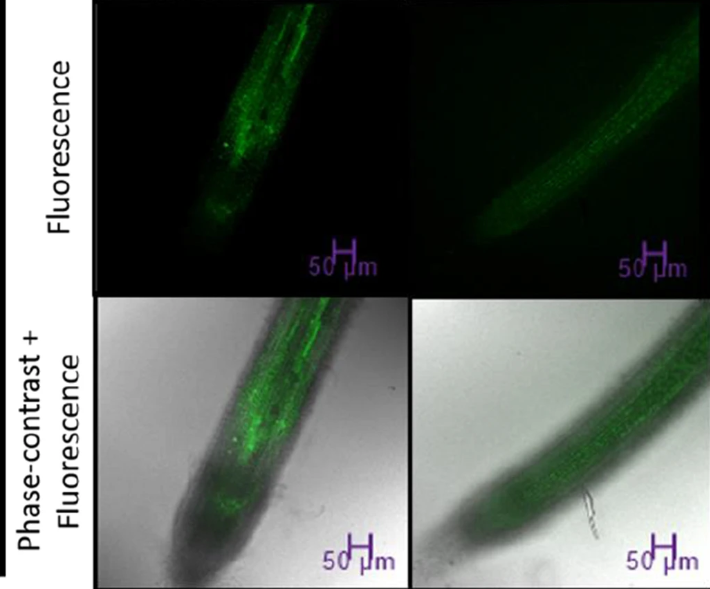 Journal_JSSPN's tweet photo. One more article published in our #SiliconCollection!
📢#Silicon Modulates Expression of PIN Genes and #Genotoxicity During #Arsenic Stress in #Rice (Oryza sativa)
https://t.co/x8DsD6cICm
#RootMorphology #ROS #RAPD https://t.co/GRmUzI3NOu