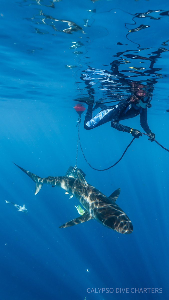 Experience the thrill of diving with one of the ocean's most feared and majestic creatures. #sharkdiving #underwateradventure #oceanexplorers #Outdoors #SeaLife #ScubaDiving #Adventure #Shark #miami #westpalbeach #calypsodivecharters