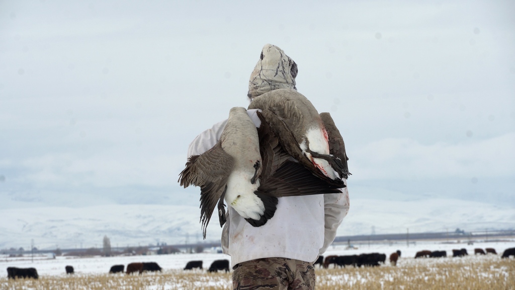 MotionDucks's tweet photo. Over the shoulder for the big ones.
#motionducks #goosehunting https://t.co/R883V4or6b