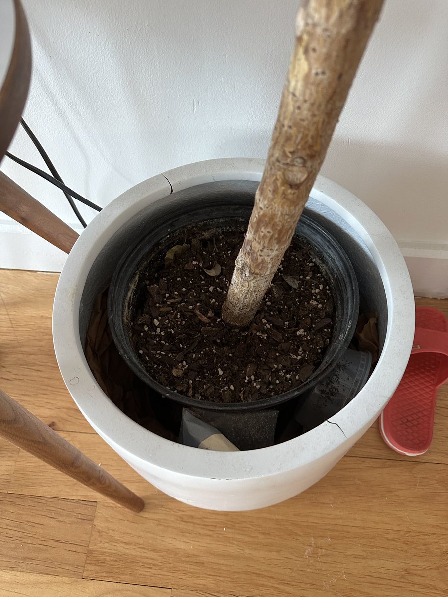 Greenepiecee's tweet photo. Houseplants are often sold in plastic pots aka ‘nursery pots’🌱. Most ppl dont know that this should be a TEMPORARY home for your plant because eventually it’ll want to be repotted for 2 main reasons: https://t.co/qPbCHzUYwZ