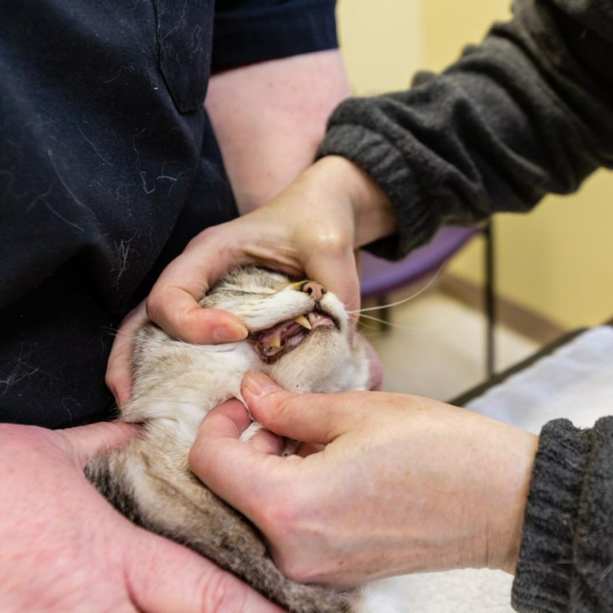 AnimalMedicIL's tweet photo. We're the team of vets that truly cares about giving your pet the best possible life that they can live. https://t.co/O33d9kQjyL