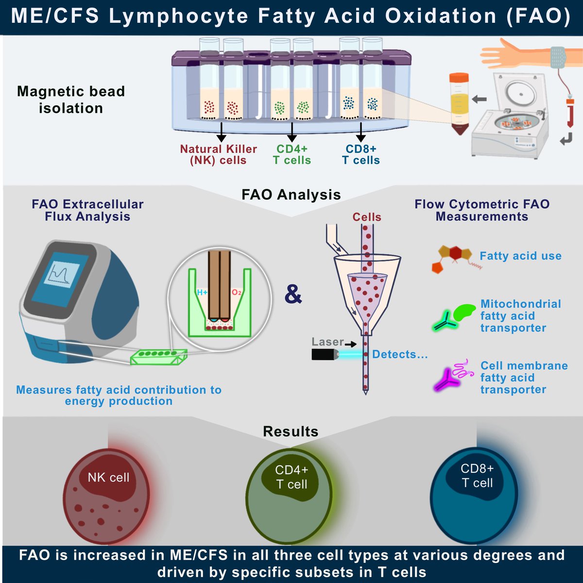 CornellMECFS's tweet image. Check out the ENID Center's website for a description of the IJMS immunometabolism paper by Jessica Maya et al, released today in @MDPIOpenAccess. neuroimmune.cornell.edu/news/