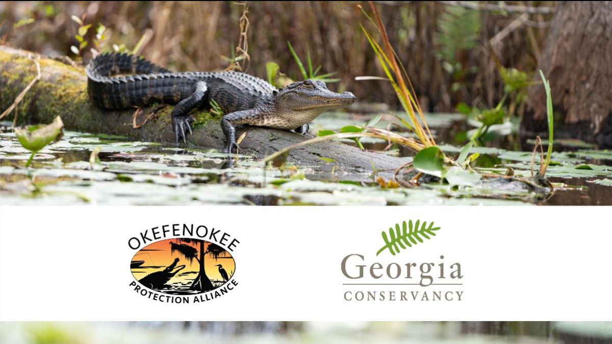 GaConservancy's tweet photo. The Okefenokee Needs Your Voice! - Public comment period for the proposed Twin Pines mine is now open https://t.co/eHWa8R3d8X https://t.co/zMJeEDCHDB