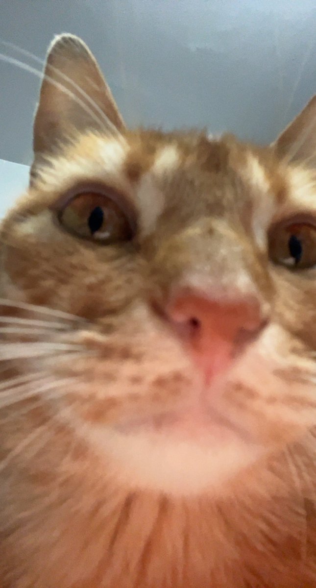 tippythekitten's tweet photo. hello https://t.co/GNoxeEXQ4Z