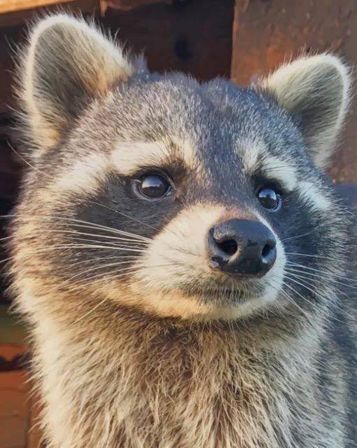 DIALED. IN.

Tonight we stay focused as we battle our toughest opponent yet <a href="/zeldrisval/">zeldris</a> &amp; <a href="/OREsportteam/">OREsports</a> to continue our quest for Challengers! 

Live 6PM EST | <a href="/KnightsArena/">Knights Arena</a> 

twitch.tv/knightsarena_a