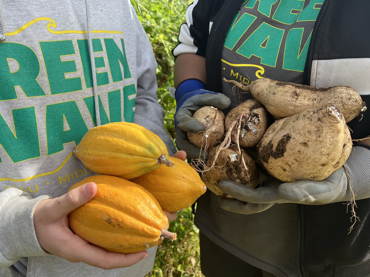 Kristel Brogdon (@kristelbrogdon) on Twitter photo Harvesting for two events next week 🍫🍠 Going to be a fun time at our <a href="/KKPCA1/">KKPCA</a> Summit and KMS collab with <a href="/NaPuaNoeau/">Na PuaNoeau</a> on Saturday 🧑🍳 🙌🫶🏼 <a href="/GreggYonemori/">Gregg Yonemori</a> Harvesting for two events next week 🍫🍠 Going to be a fun time at our <a href="/KKPCA1/">KKPCA</a> Summit and KMS collab with <a href="/NaPuaNoeau/">Na PuaNoeau</a> on Saturday 🧑🍳 🙌🫶🏼 <a href="/GreggYonemori/">Gregg Yonemori</a>