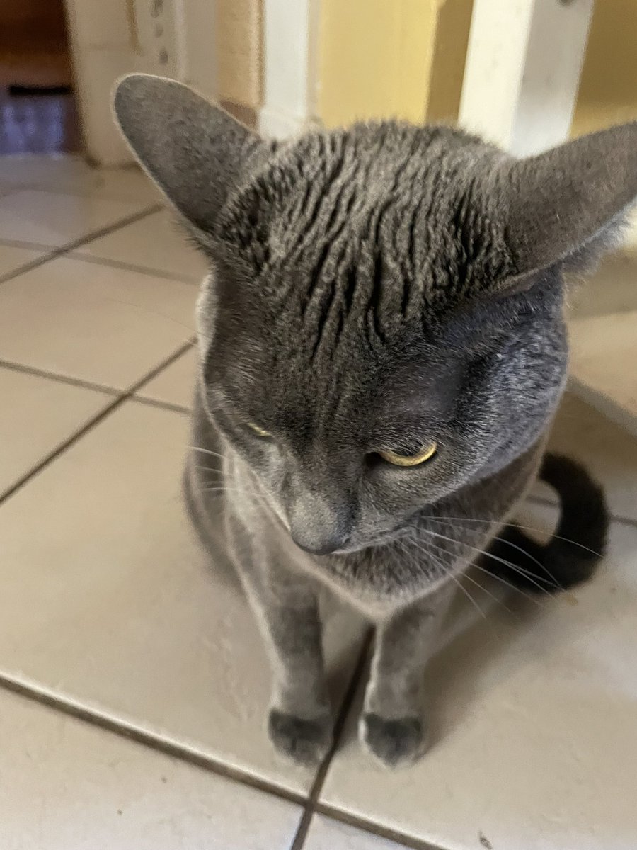 grifferoni_art's tweet photo. @CatsOfYore her breed is jolene, thats all. Shes the lady of the house regardless of a fancy pedigree ^_^ https://t.co/hEvCb5B6Fe