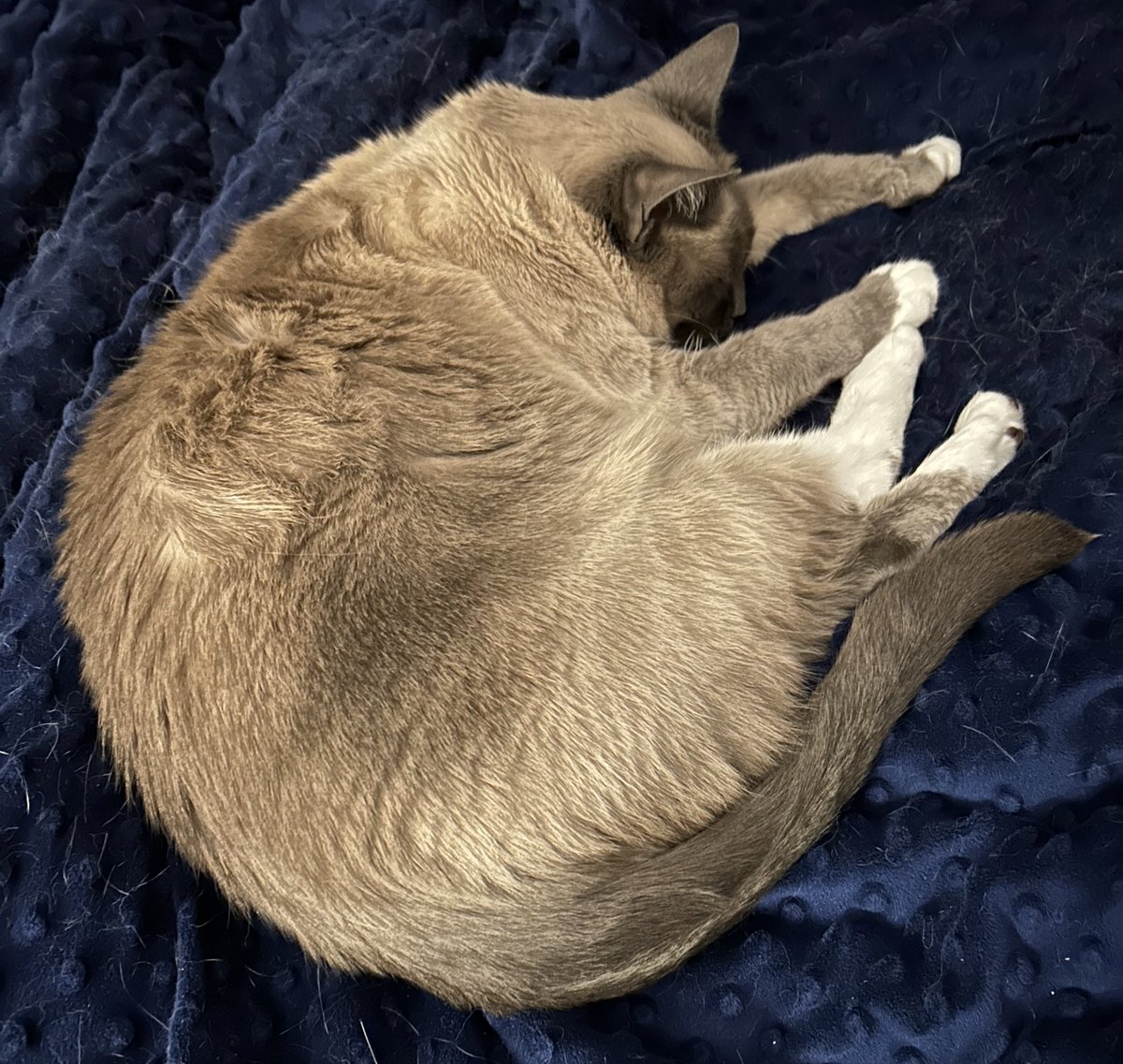 Mel_E_Lemon's tweet image. #writerfriendschallenge pet love! This is my baby, Jasmine. The werewolf pack in my WIP also had a cat in one draft, but I’ve since had to cut that little subplot. Maybe they’ll still adopt the cats that wander around outside the bakery one day.