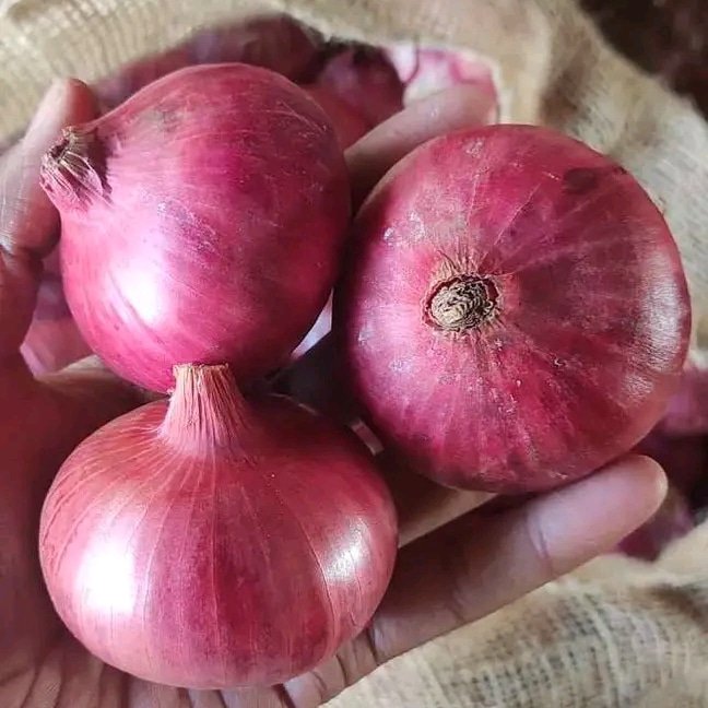 demi_farm's tweet photo. Which variety of onion are you growing or you've never grown onions? https://t.co/MktfYyAFrd