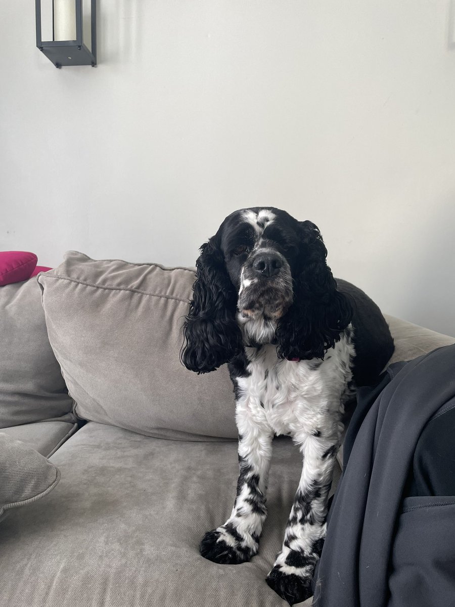 doubleDlipinski's tweet photo. @mattyd121 Here is Lana, the cocker spaniel https://t.co/ULZe2lSyTe