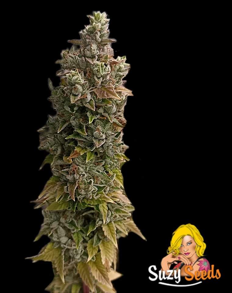 SuzySeeds's tweet photo. Meet her Majesty Leila Kush (OG#18 × Kosher Kush) a truth masterpiece of an Indica dominant hybrid. #feminizedseeds
#allstartedfromtheseed #onlypremiumgenetics #og18line #suzysaficionadocollection #onelove #SuzySeeds
https://t.co/1XJZSXBaip https://t.co/XZKvrPV8yk