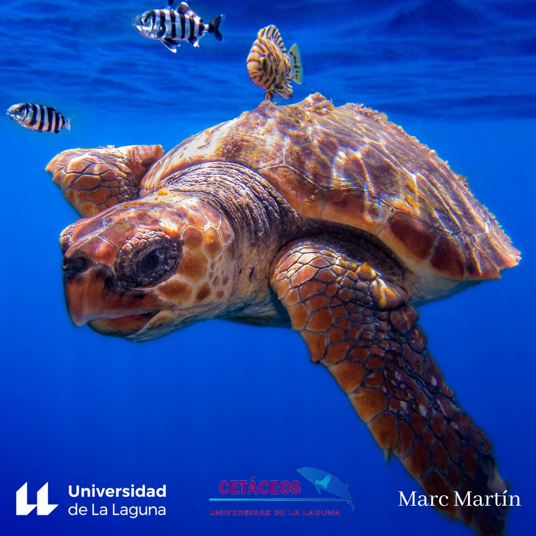 cetaceosULL's tweet photo. Durante las salidas al mar también solemos avistar tortugas marinas, siendo la tortuga boba (Caretta caretta) la especie más común de observar en el archipiélago canario. A menudo se la puede observar reposando en superficie durante largos periodos de tiempo. https://t.co/Hj2mS4t928