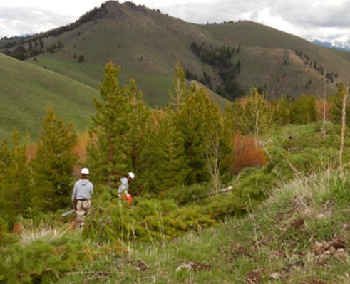 #2022 Wildlife Habitat Improvement on the North Zone
The Withington Aspen Improvement Project - Competing conifers were felled within & surrounding 90 acres of aspen stands to help improve aspen vitality & health, as well as promote growth & improve habitat for big game. https://t.co/M3XqtGU2MF