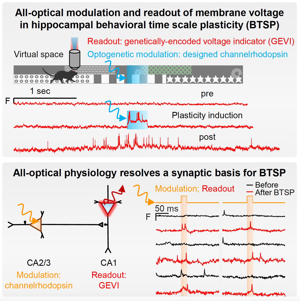 NB: the brilliant <a href="/LinlinZFan/">Linlin Fan</a> used new optogenetic tools here for 4 *separate* purposes! to elicit plasticity in single cells, measure excitability of cells, ping projections, &amp; test presynaptic activity-dependence of plasticity– optically &amp; alongside voltage imaging &amp; behavior…