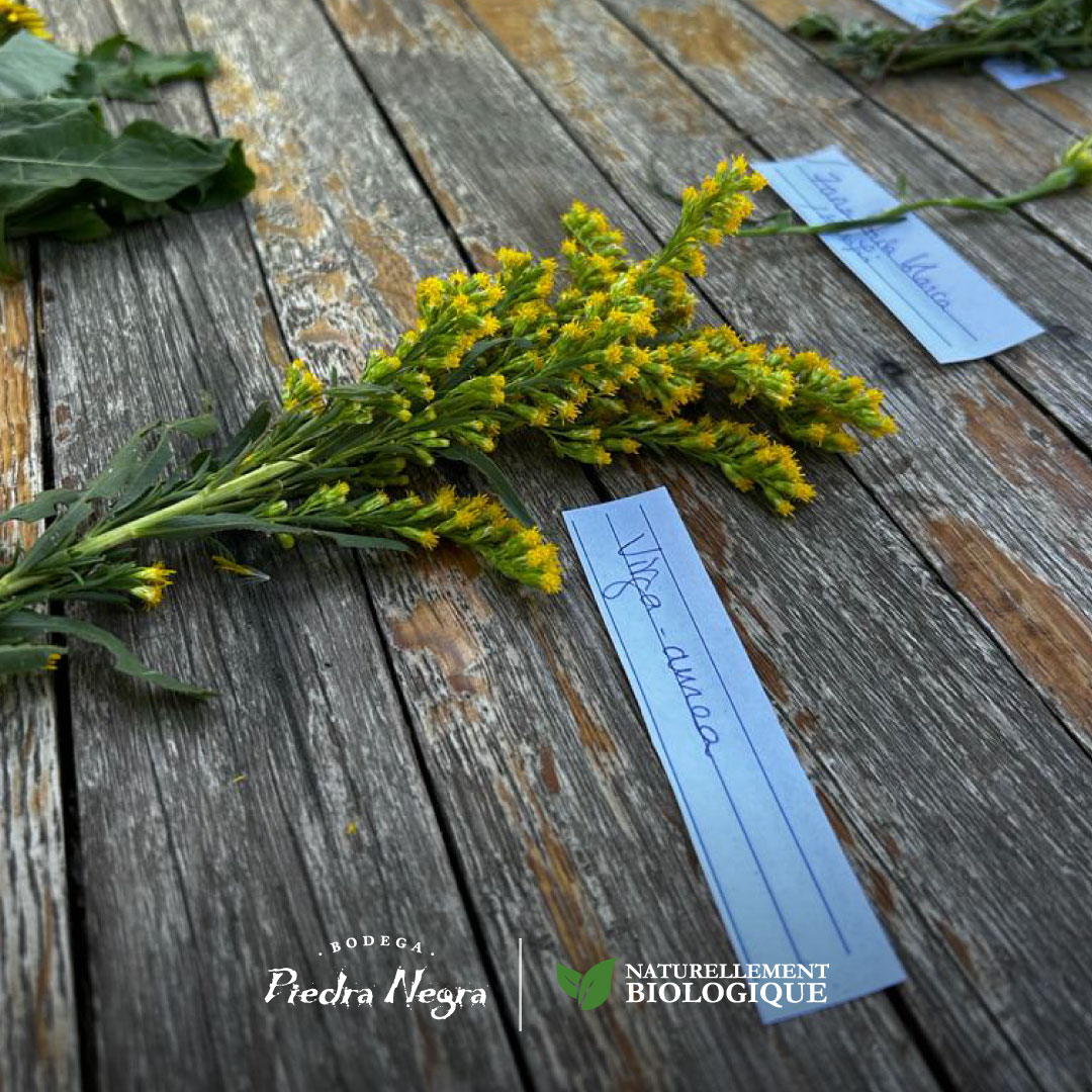 ¡Reconociendo la vegetación autóctona de nuestros viñedos orgánicos de la I.G. @LosChacayes ! 

Coordinado por la Dr. en Ecología Mélanie Roy, realizamos un taller para entender y valorar la función de la flora y fauna en nuestro ecosistema. 

 #viñedosorgánicos #biodiversidad