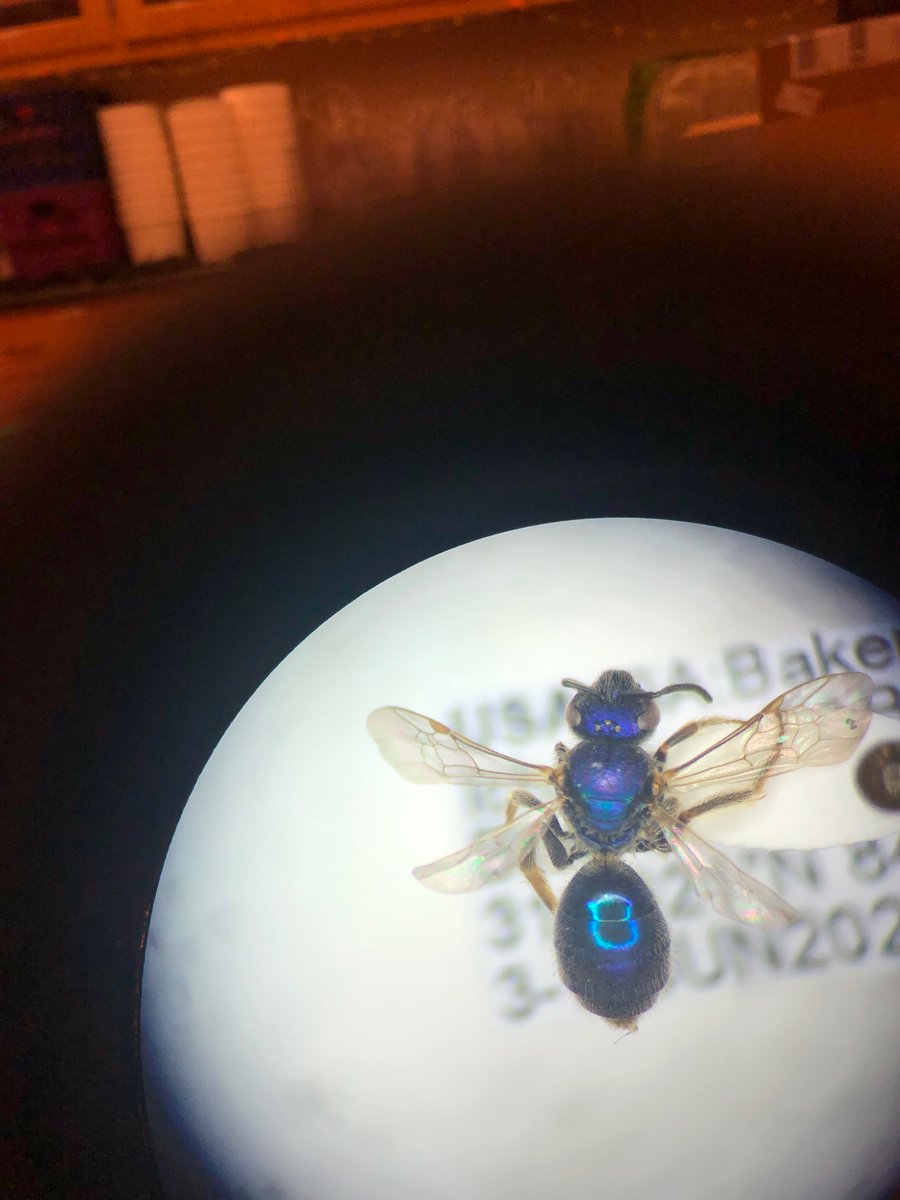 christine tweet media