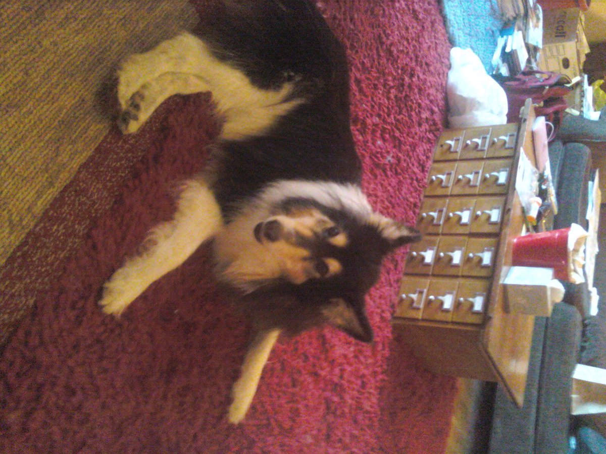 Pamela Trucano tweet media