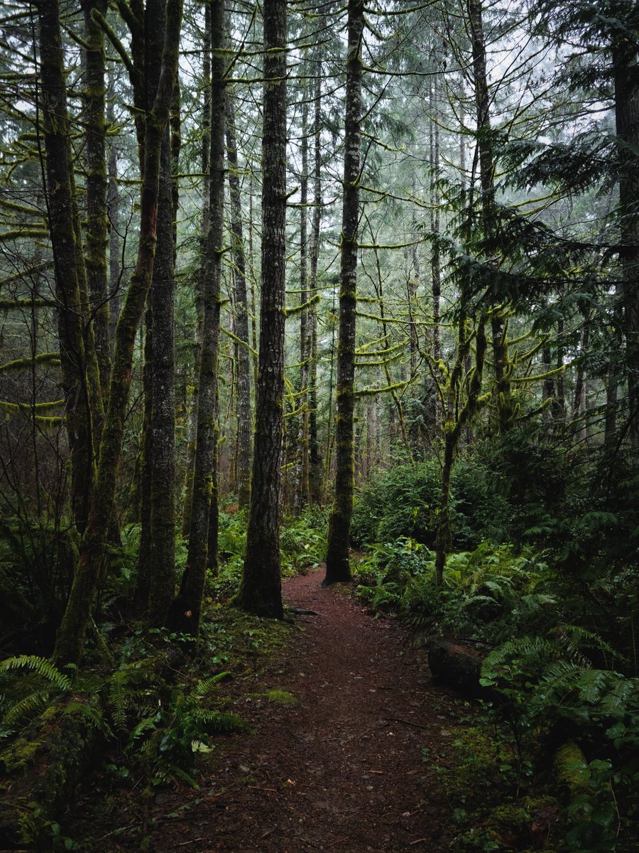 Cold morning in the forest. 🌿 #forestlife #forestlovers #pnwdiscovered #pnwwonderland #pnwcollective #washingtonstate #natureshooters #wanderers