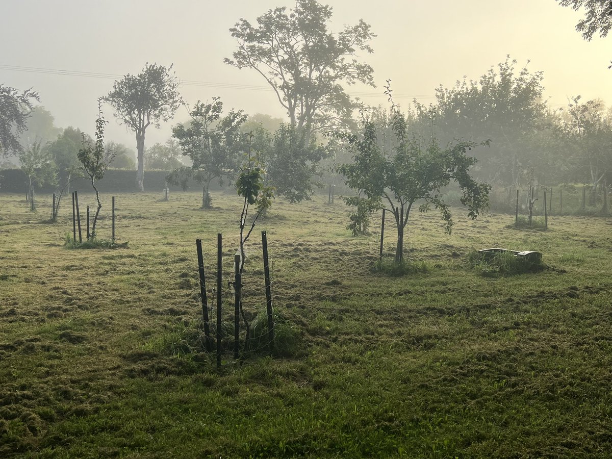 Trevor_FJ's tweet photo. Misty start to the day before the sun burnt it off. #orchard #dalefield #carterton #taratahi https://t.co/HmlgP56lpV