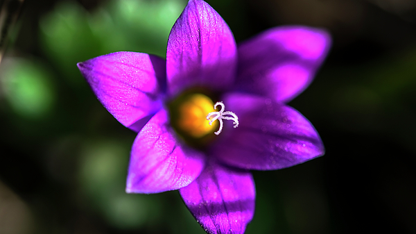 photoslim's tweet photo. New artwork for sale! - "Mediterranean sand crocus" - https://t.co/Zow8V73OF0 @fineartamerica https://t.co/WgnngHk6Gw