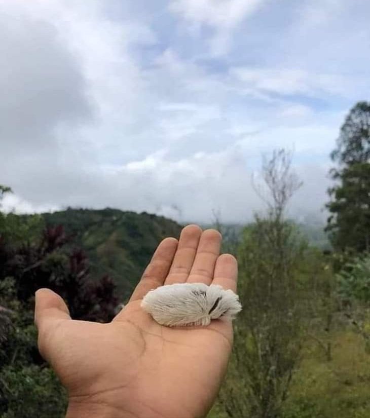 OriginalPlatano's tweet photo. Se cayo un pedacito de nube. https://t.co/0H1N6keJYD