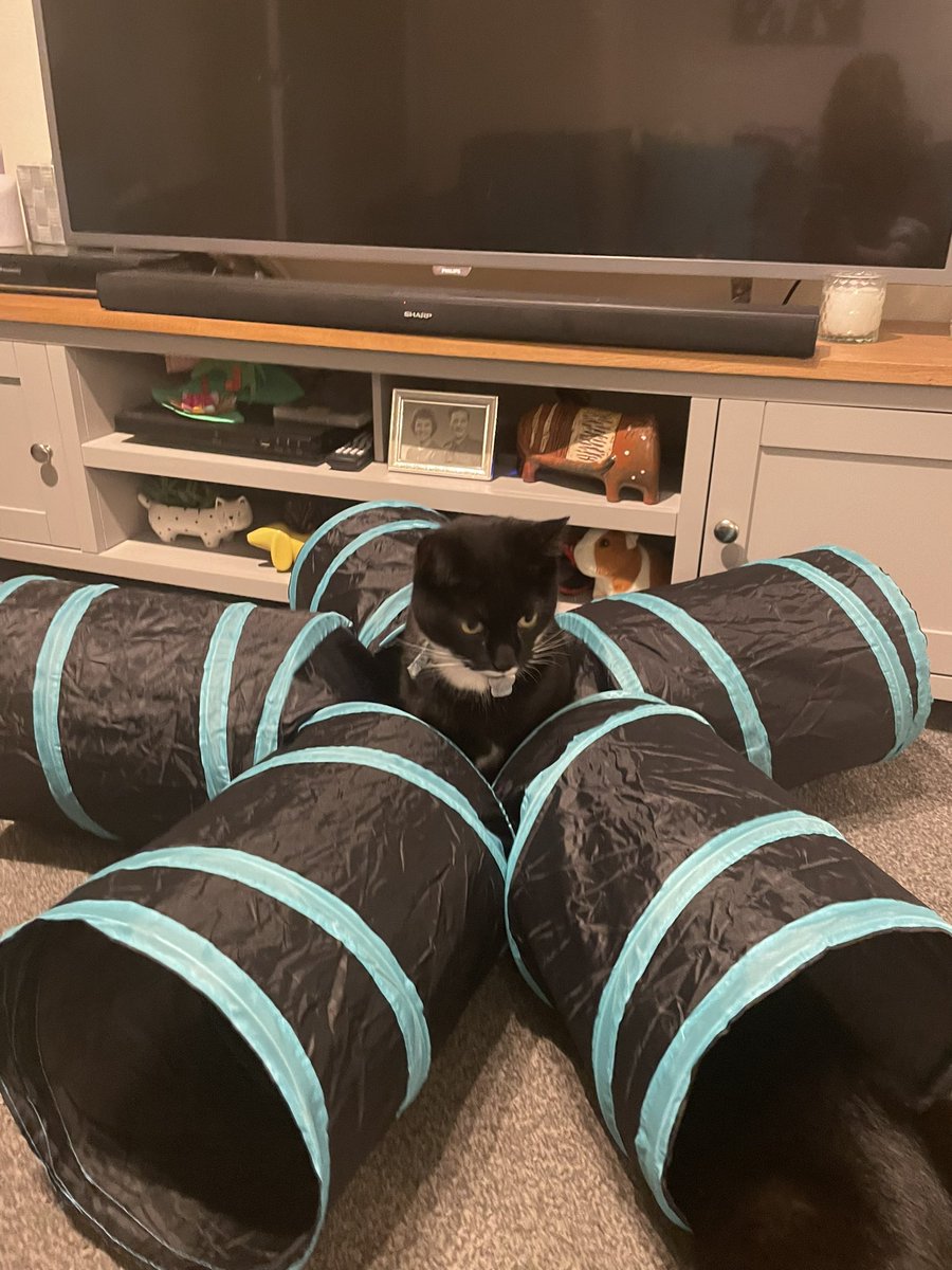 KA_star_reader's tweet photo. @twinklresources Cats playing hide and seek! https://t.co/nmu58IyPt0
